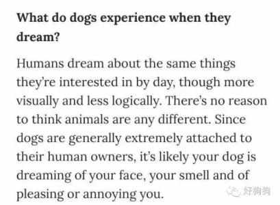 狗狗做梦会梦到什么